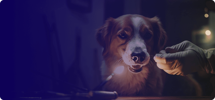 Petofy: All-Inclusive Pet Vaccination Power BI Report